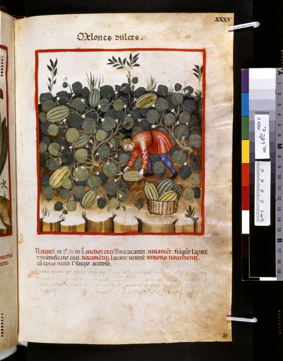 Theatrum sanitatis Ububchasyma de Baldach: "Melones Dulces", pierwsza dekada XIV wieku (miniatura) autorstwa Giovannino de