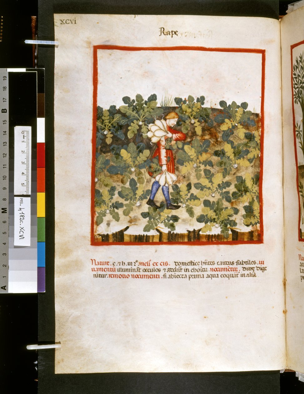 Theatrum sanitatis Ububchasyma de Baldach: "Gwałt", pierwsza dekada XIV wieku (miniatura) autorstwa Giovannino de