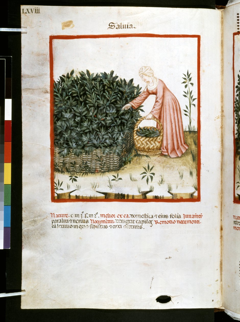 Theatrum sanitatis Ububchasyma de Baldach: "Salvia", pierwsza dekada XIV wieku (miniatura) autorstwa Giovannino de