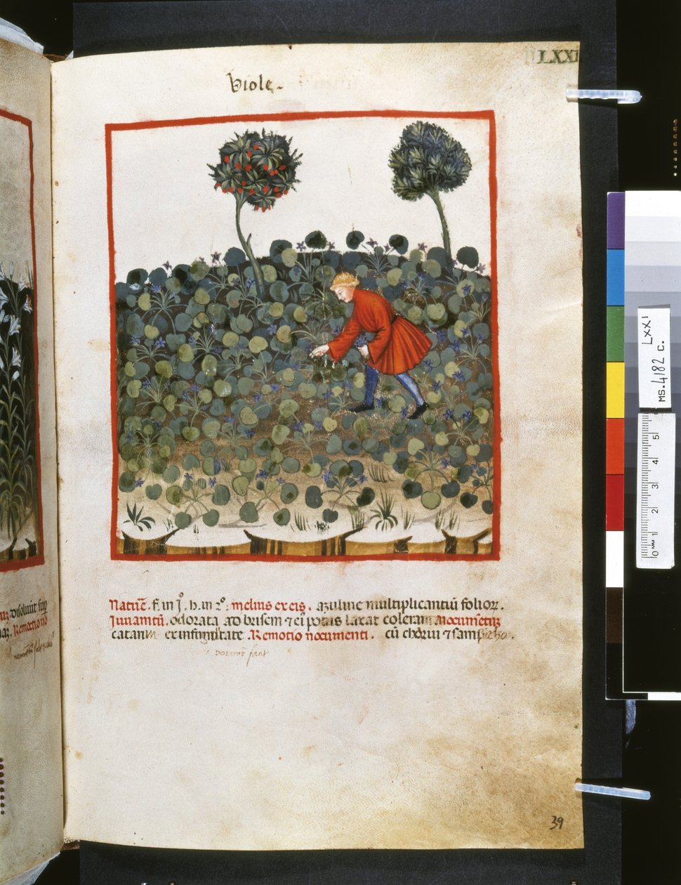 Theatrum sanitatis Ububchasyma de Baldach: "Viole", pierwsza dekada XIV wieku (miniatura) autorstwa Giovannino de