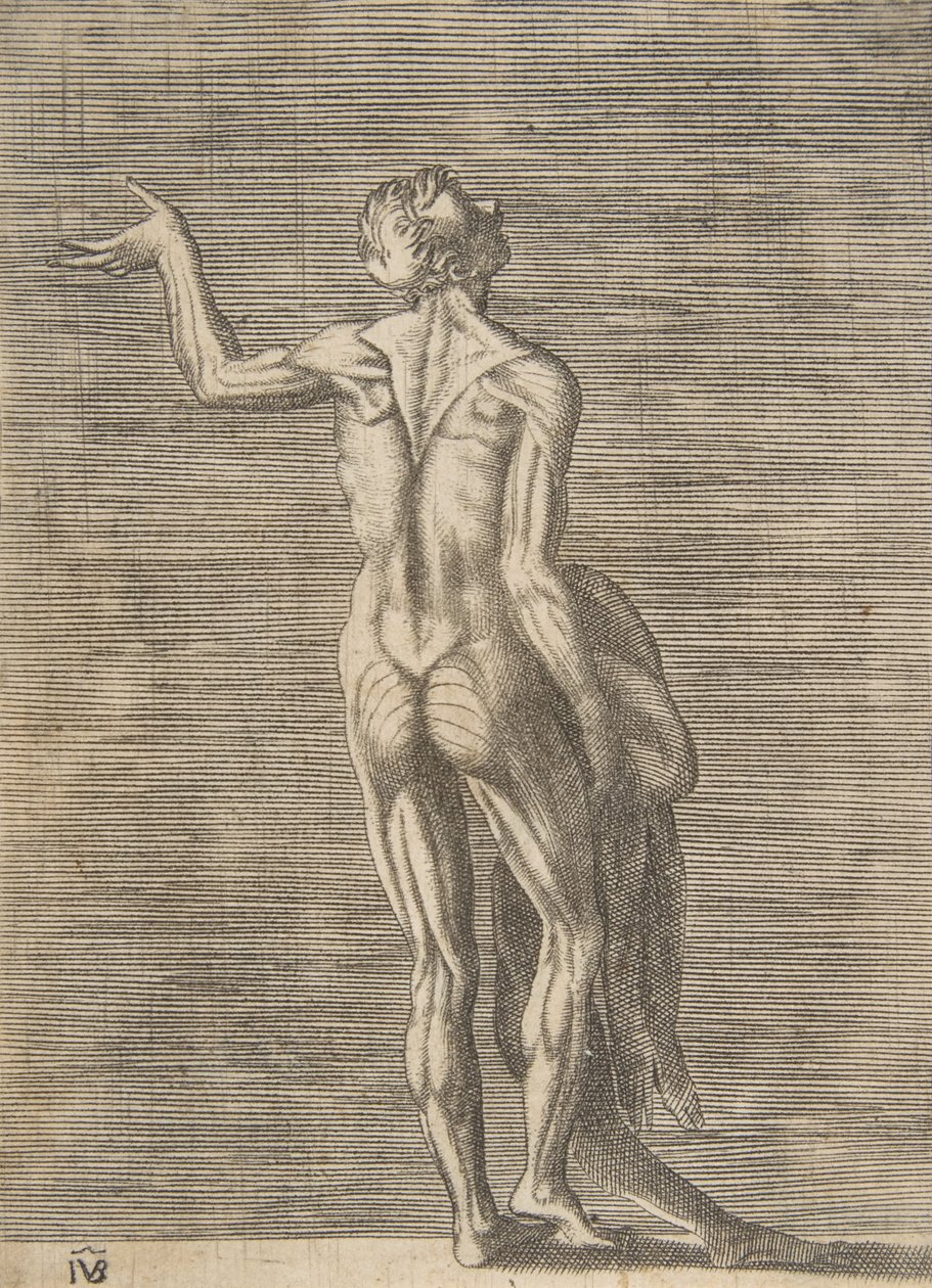 Mężczyzna obdarty ze skóry z lewą ręką na biodrze, w prawej ręce trzymający skórę, ok. godz. 1531-76. autorstwa Giulio Bonasone