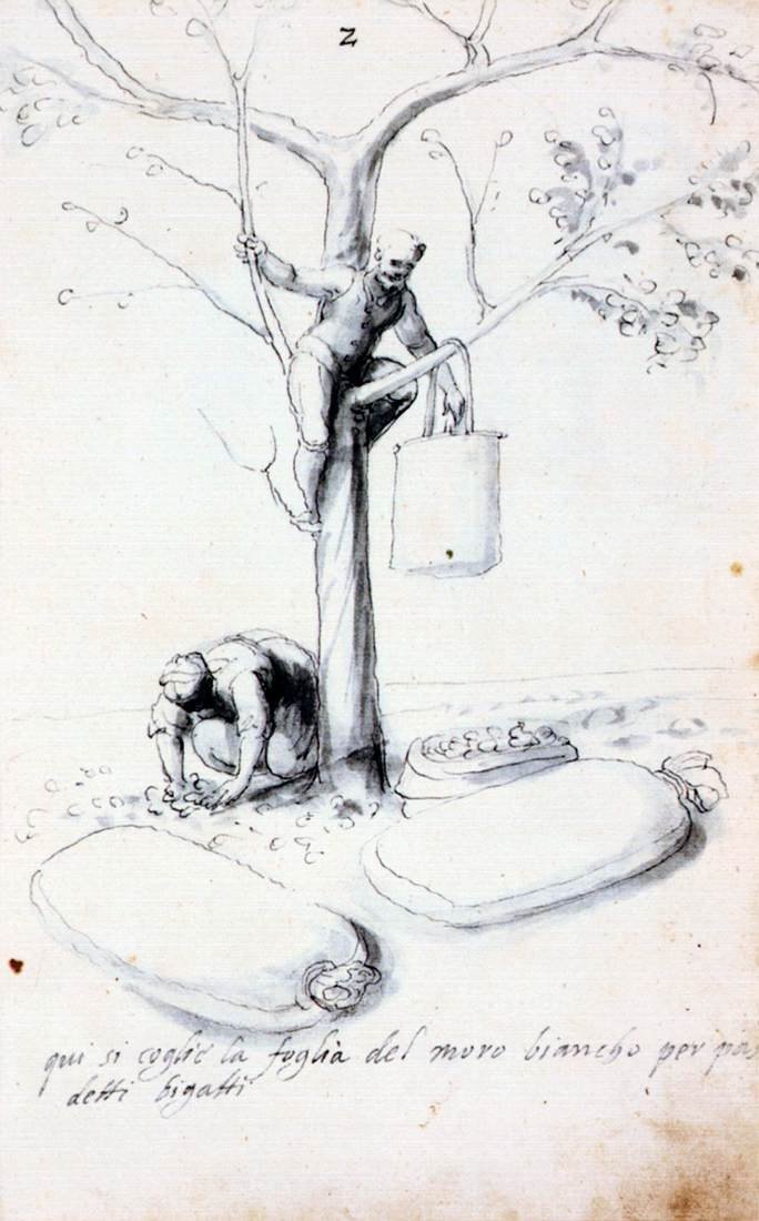 Traktat o hodowli i produkcji jedwabiu autorstwa Giuseppe Arcimboldo