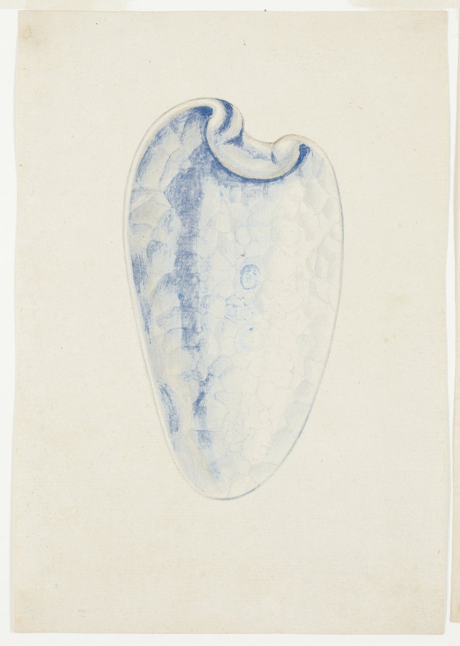 Przegląd wydłużonej muszli Lavender autorstwa Giuseppe Grisoni