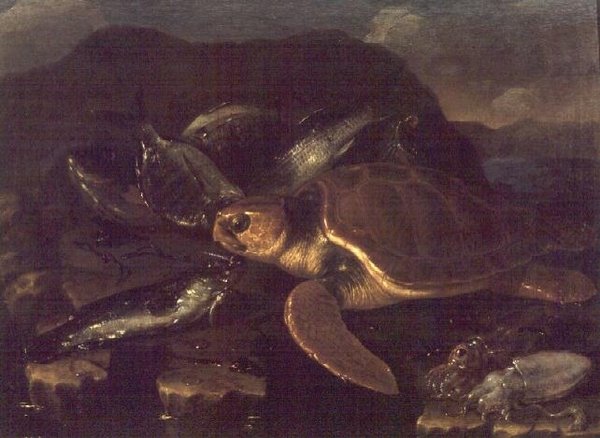 Martwa natura z rybą i żółwiem autorstwa Giuseppe Recco