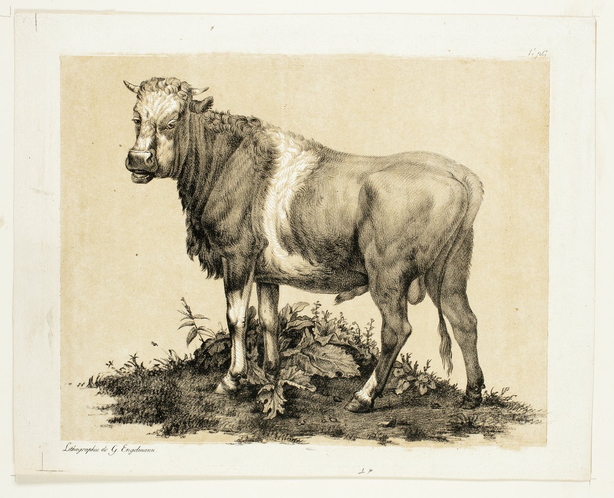 Byk autorstwa Gottfried Engelmann