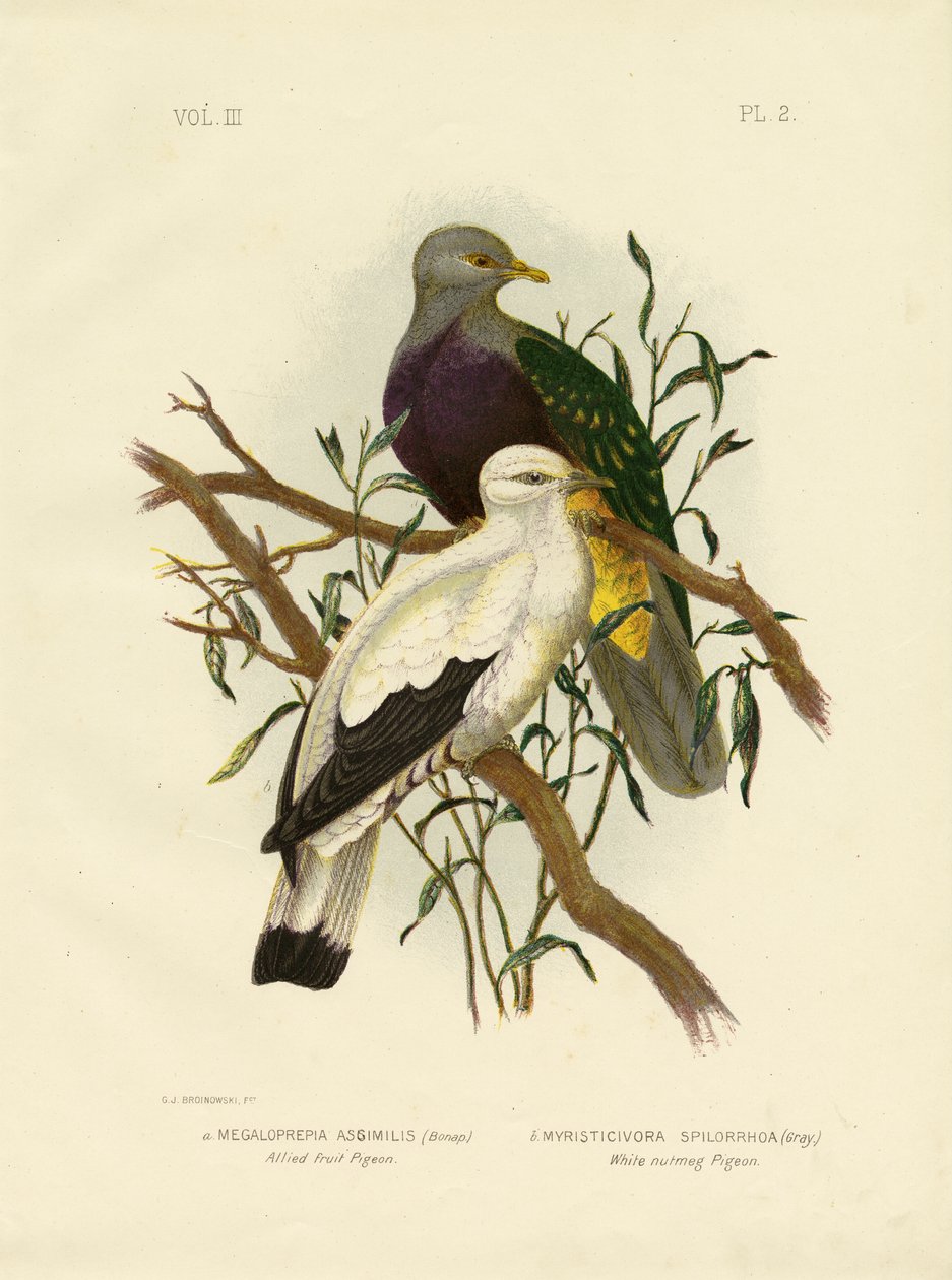 Allied Fruit Pigeon lub Wompoo Fruit-Dove, 1891 autorstwa Gracius Broinowski