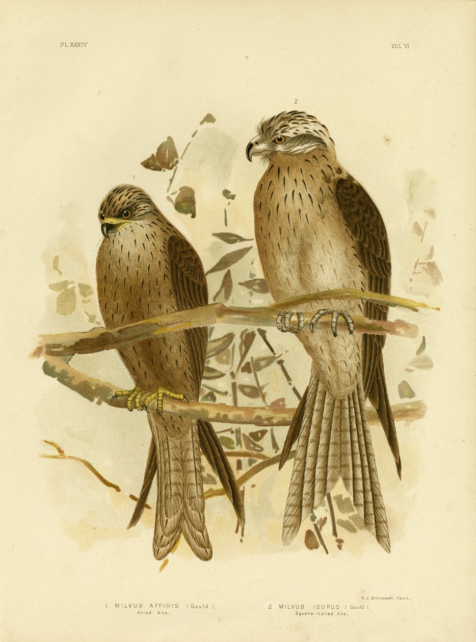 Kania sprzymierzona lub kania czarna, 1891 autorstwa Gracius Broinowski
