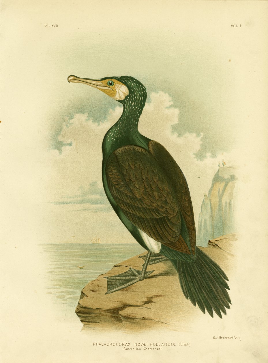 Kormoran australijski, 1891 autorstwa Gracius Broinowski