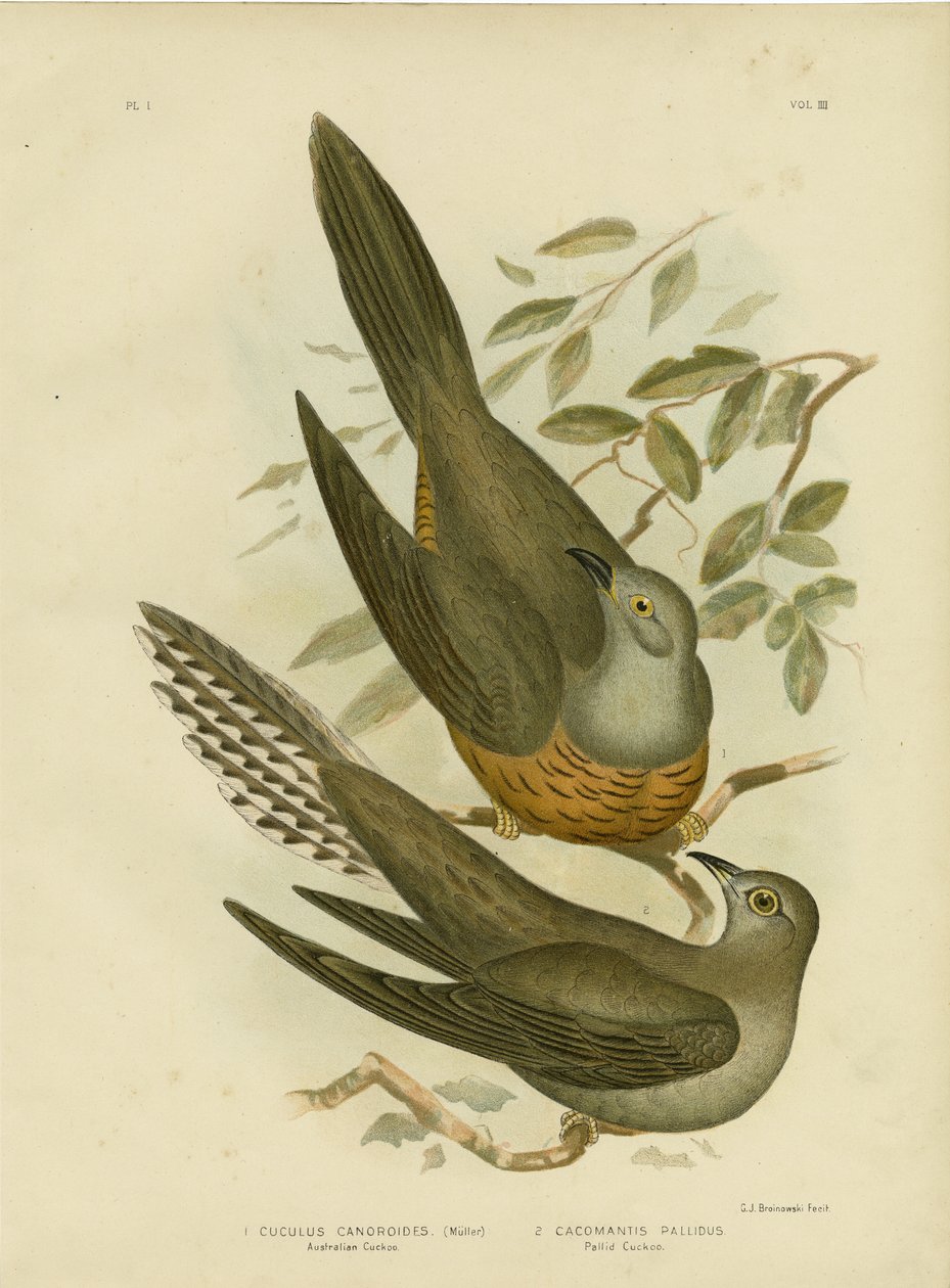 Kukułka australijska, 1891 autorstwa Gracius Broinowski