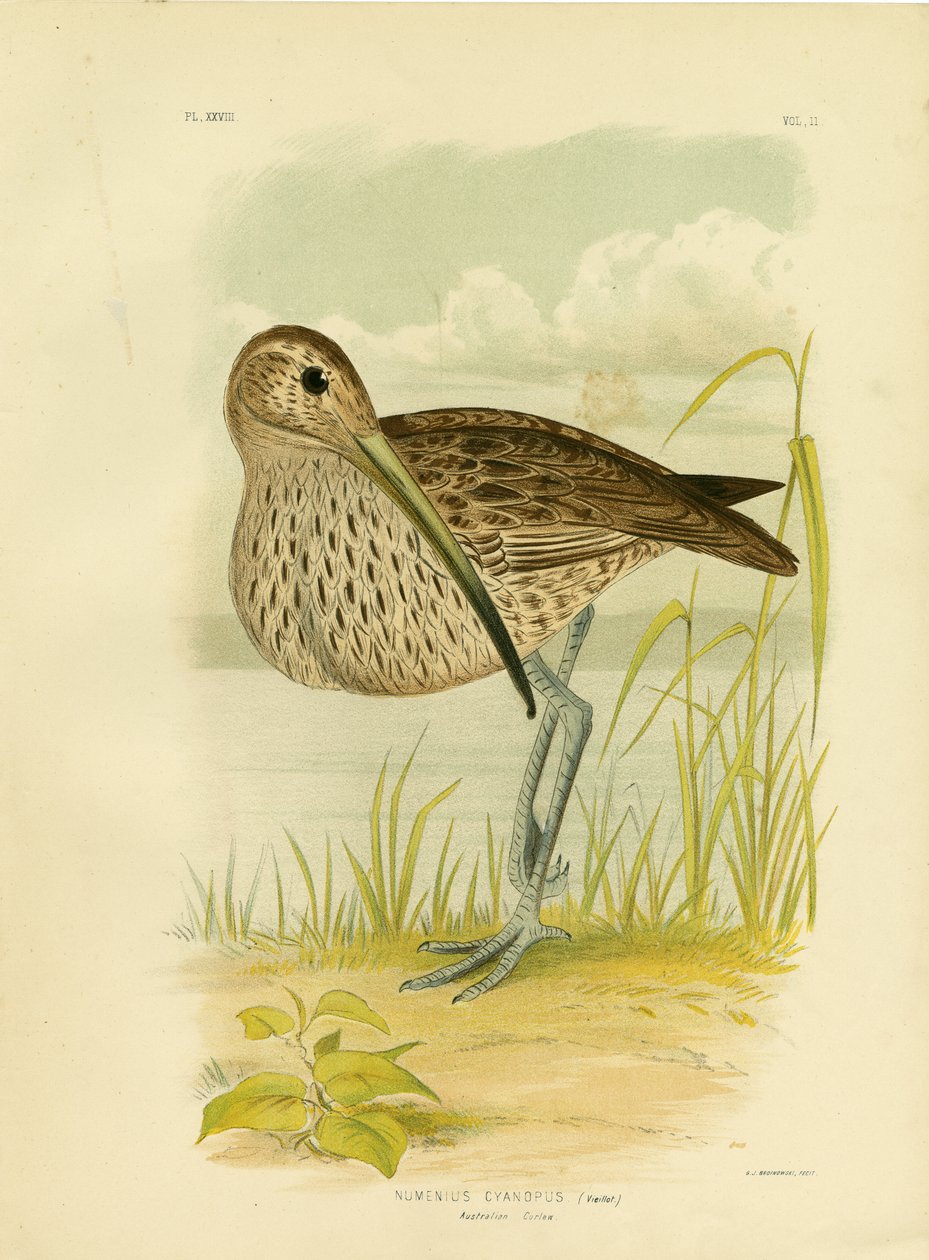 Kulik australijski lub kulik dalekowschodni, 1891 autorstwa Gracius Broinowski