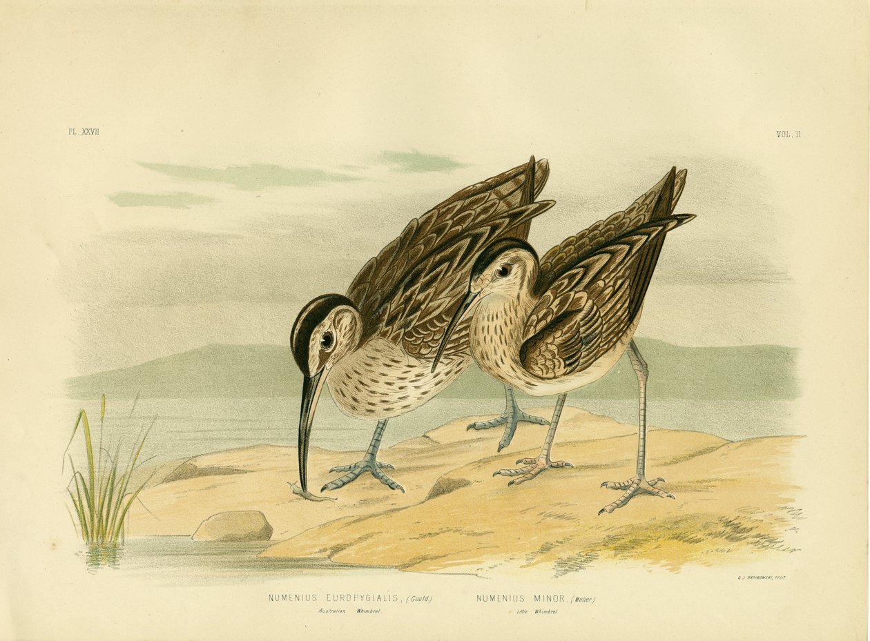 Australijski Whimbrel, 1891 autorstwa Gracius Broinowski