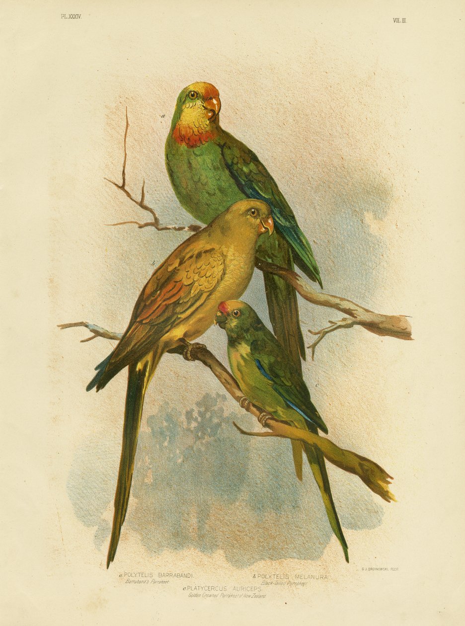 Papuga Barrabanda, 1891 r. autorstwa Gracius Broinowski