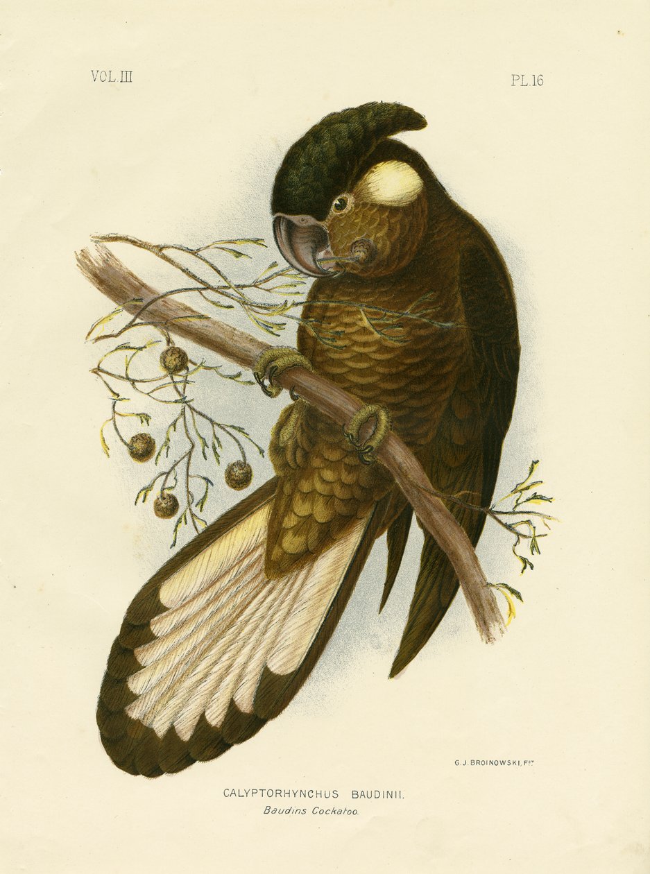 Kakadu Baudin