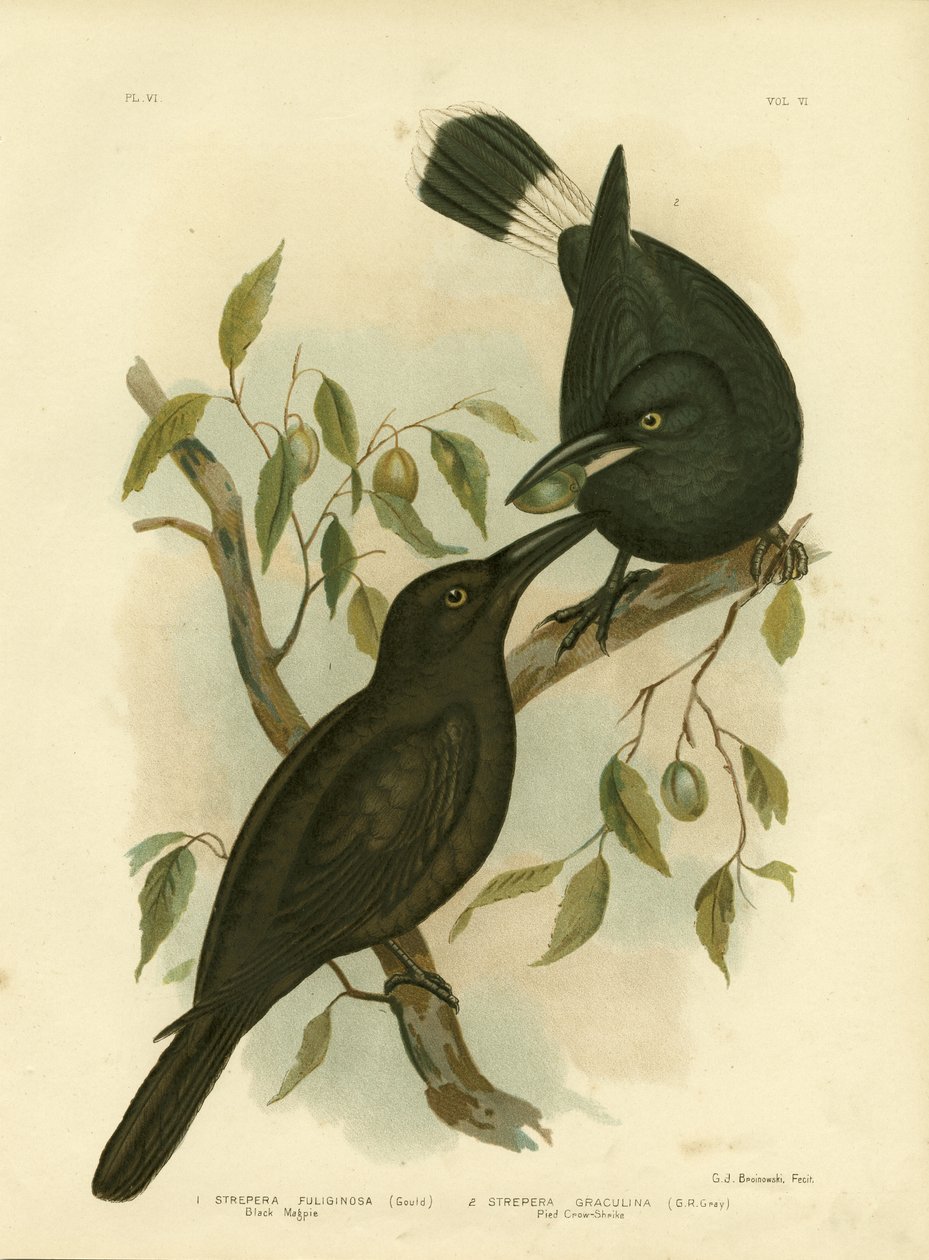 Czarna sroka lub czarna currawong, 1891 autorstwa Gracius Broinowski