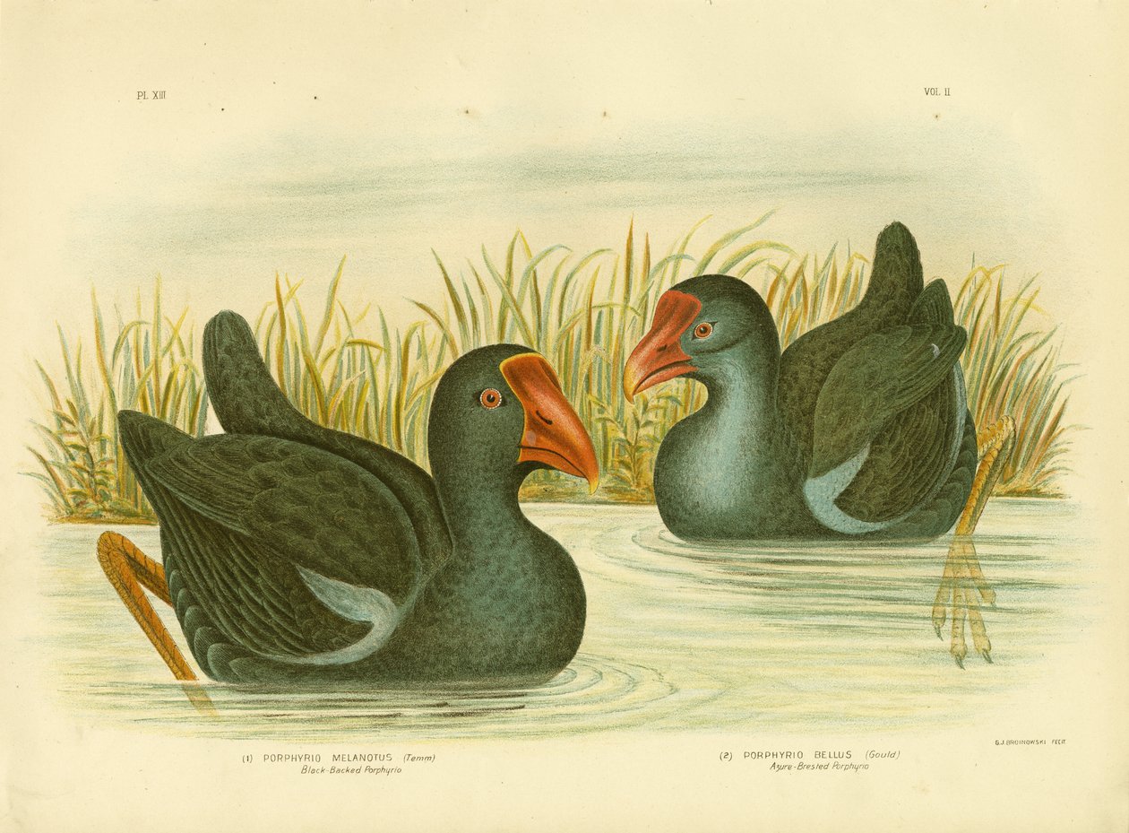 Czarnogrzbiety Porphyrio, 1891 autorstwa Gracius Broinowski