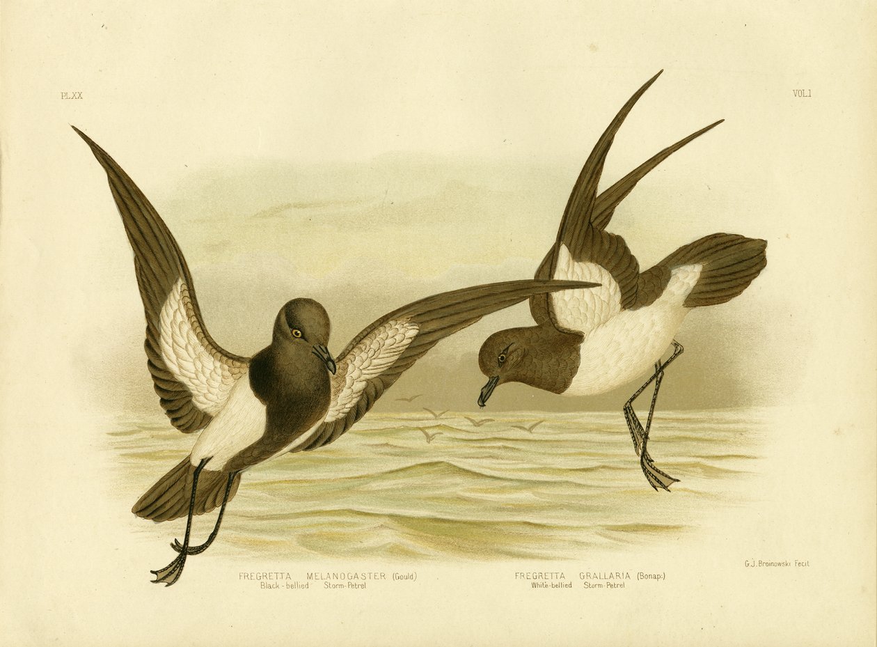 Petrel burzowy czarno-brzuchy, 1891 autorstwa Gracius Broinowski