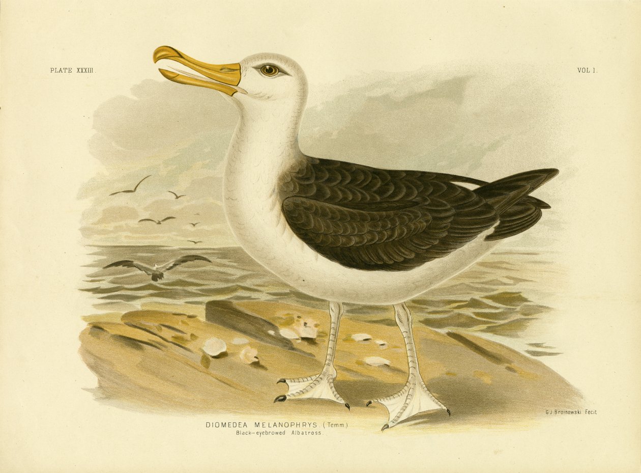 Albatros czarnobrewy, 1891 autorstwa Gracius Broinowski