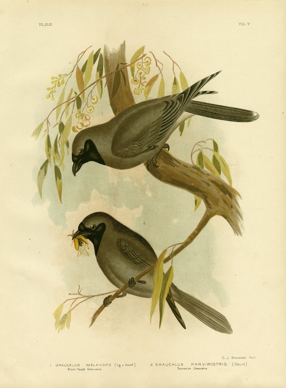 Dzierzba czarnolica, 1891 autorstwa Gracius Broinowski