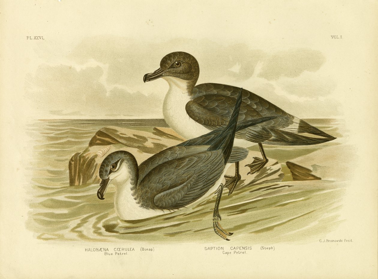 Niebieski Petrel, 1891 autorstwa Gracius Broinowski