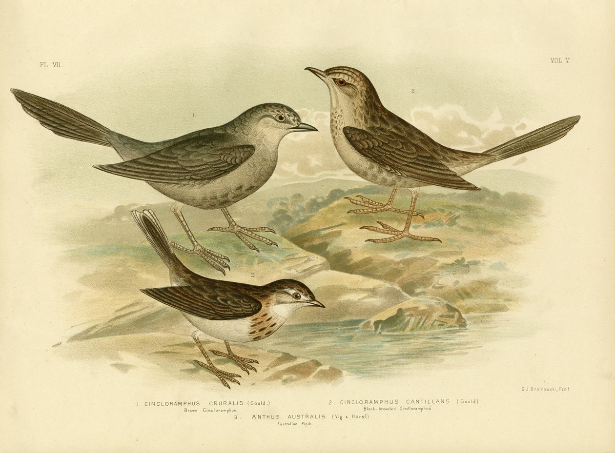 Brown Songlark, 1891 autorstwa Gracius Broinowski