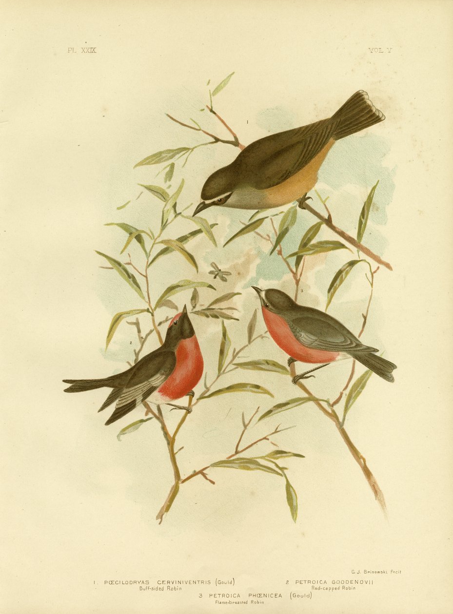 Buff-Sided Robin, 1891 autorstwa Gracius Broinowski
