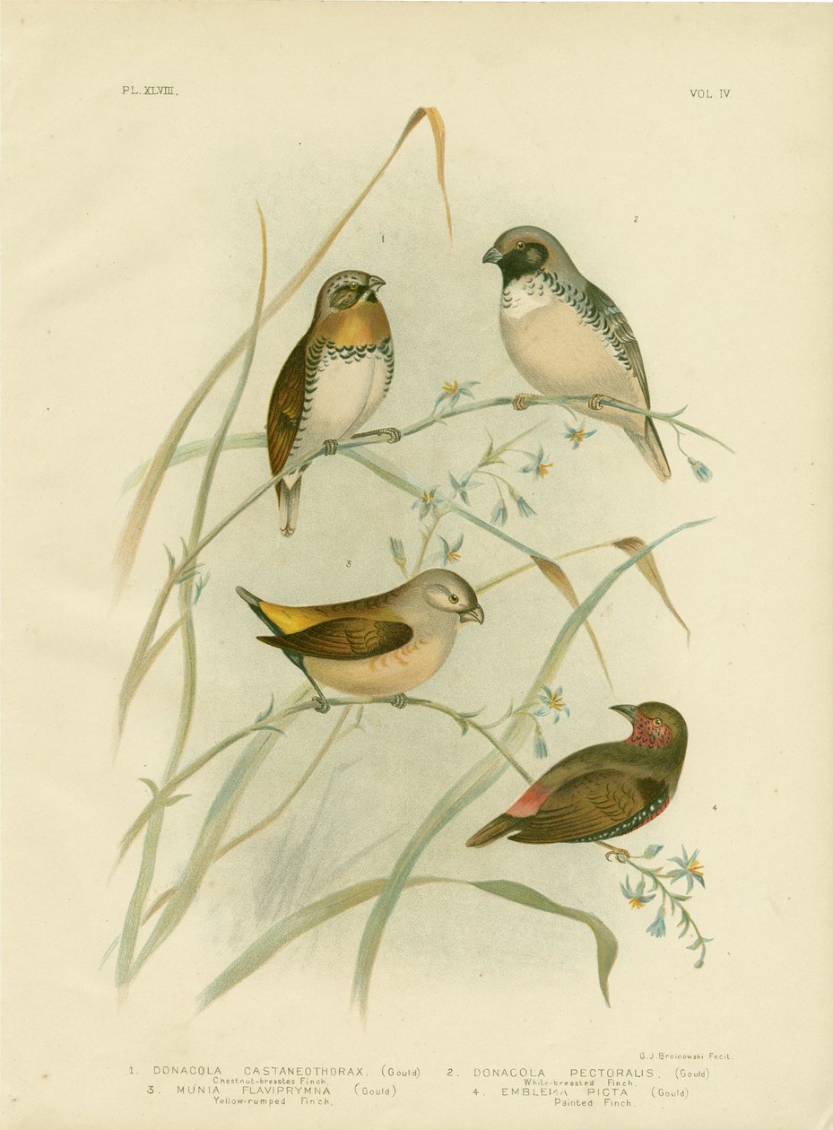 Dziwonia kasztanowata, 1891 autorstwa Gracius Broinowski