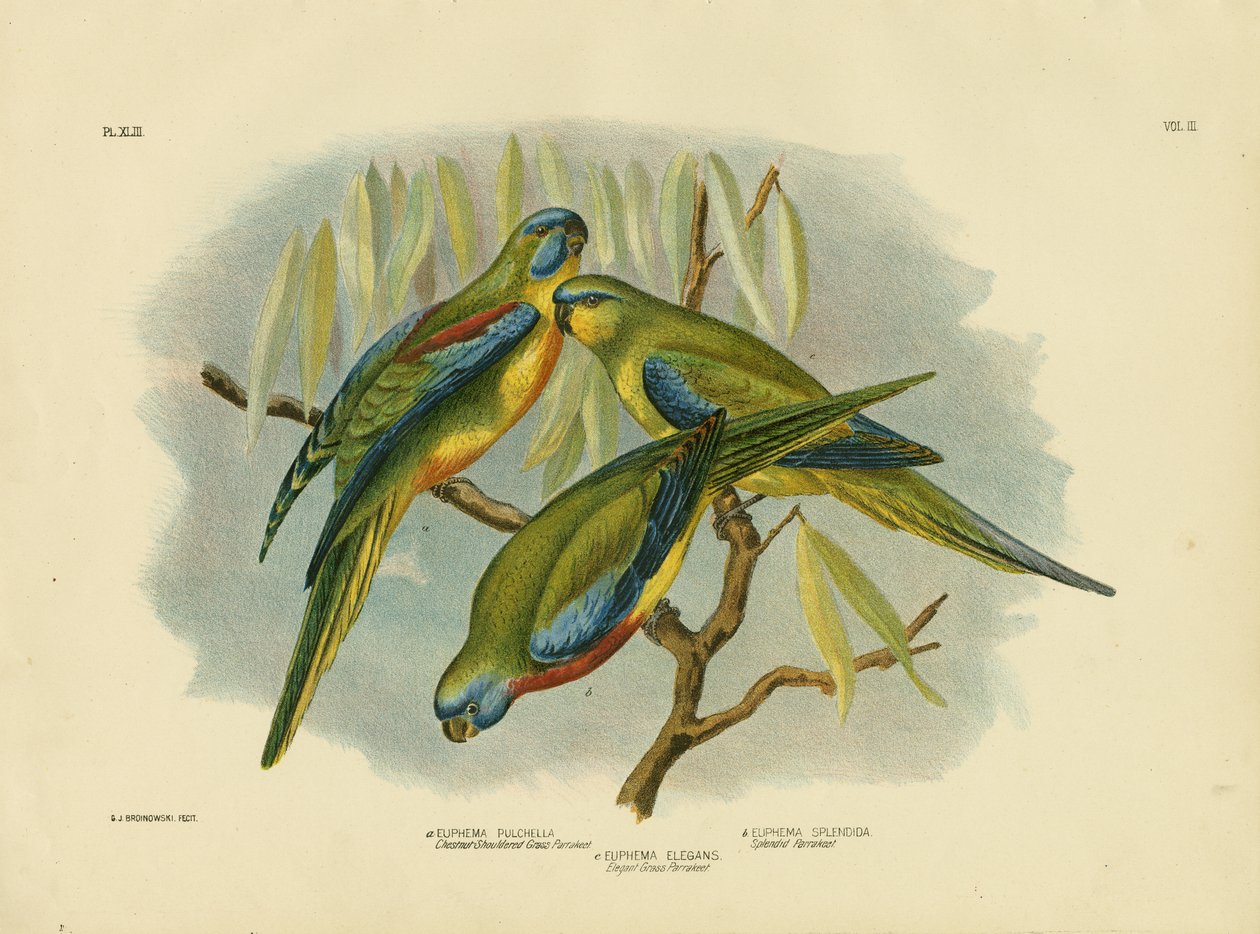 Kasztanowata papuga trawiasta, 1891 autorstwa Gracius Broinowski
