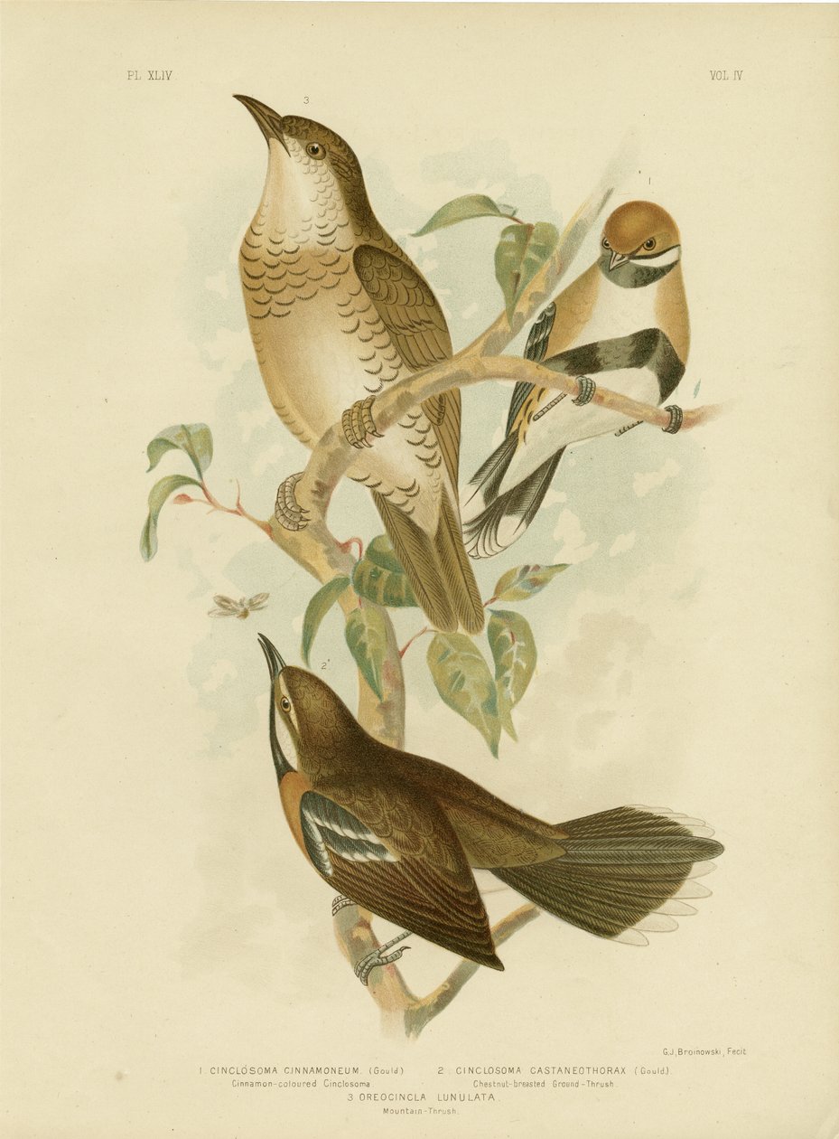 Cinclosoma w kolorze cynamonu lub drozd przepiórki cynamonowej, 1891 autorstwa Gracius Broinowski