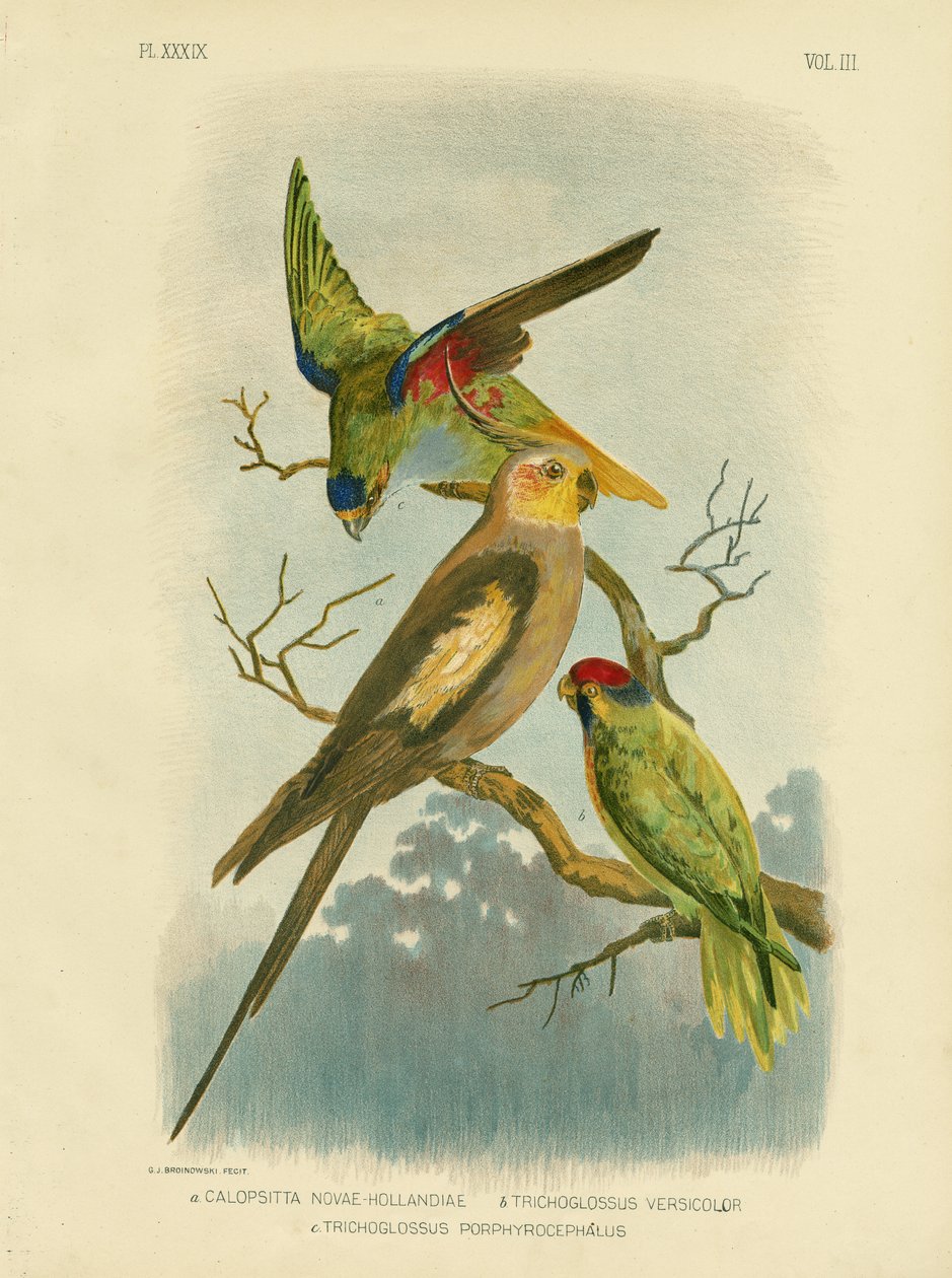 Papuga kakadu lub nimfa, 1891 autorstwa Gracius Broinowski