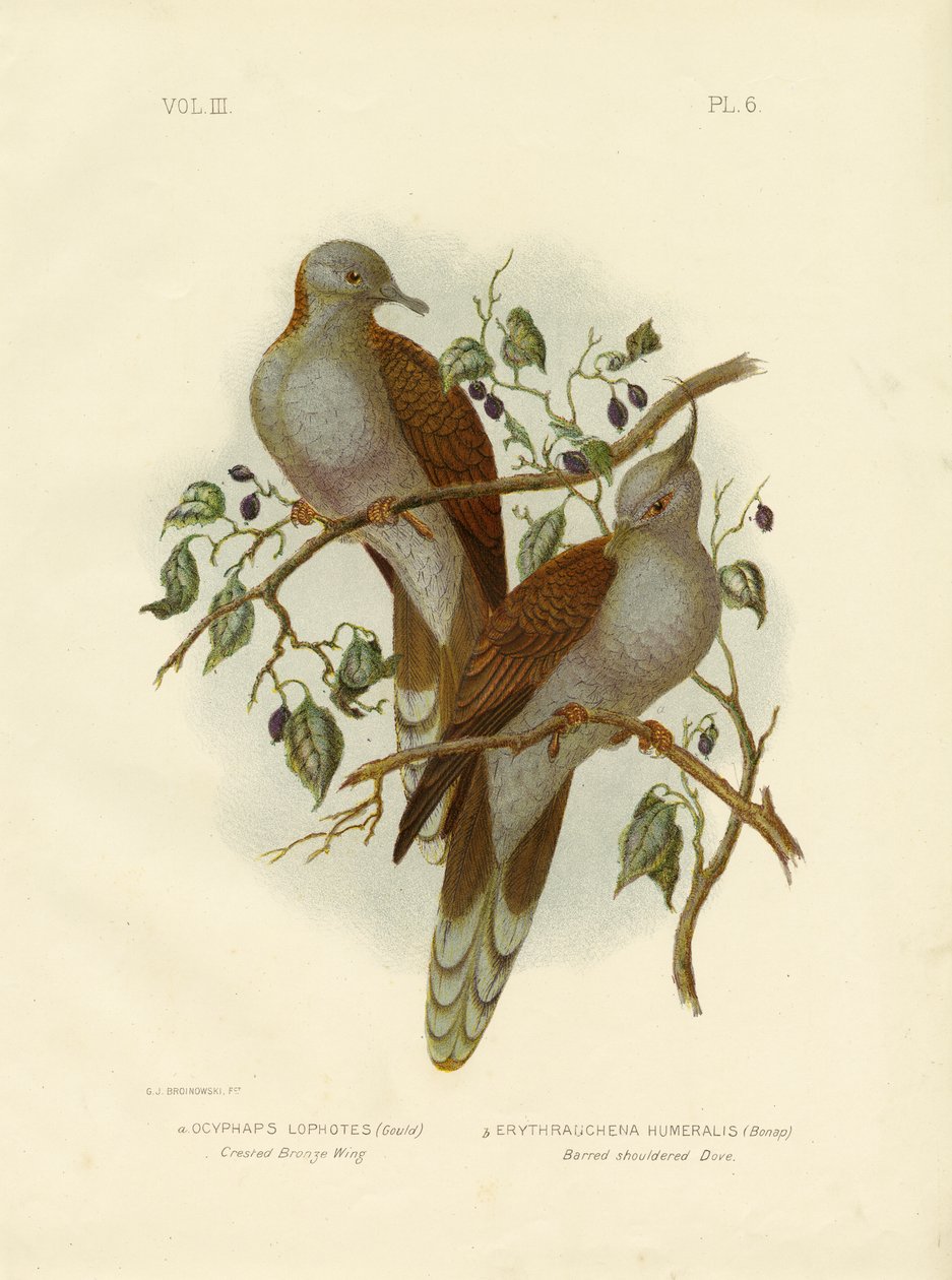 Brązowe skrzydło czubatego lub gołąb czubaty, 1891 autorstwa Gracius Broinowski
