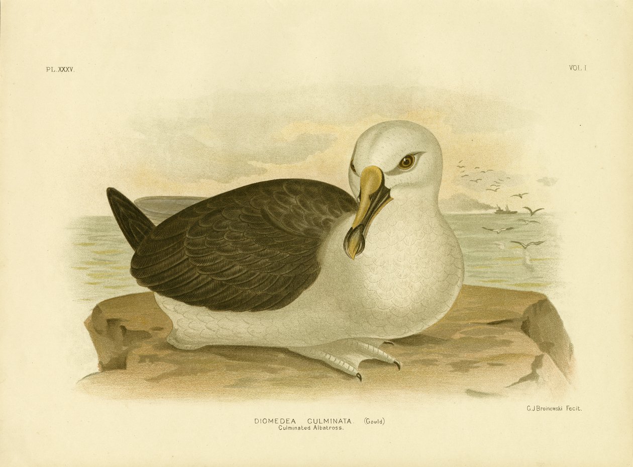 Kulminowany Albatros, 1891 autorstwa Gracius Broinowski