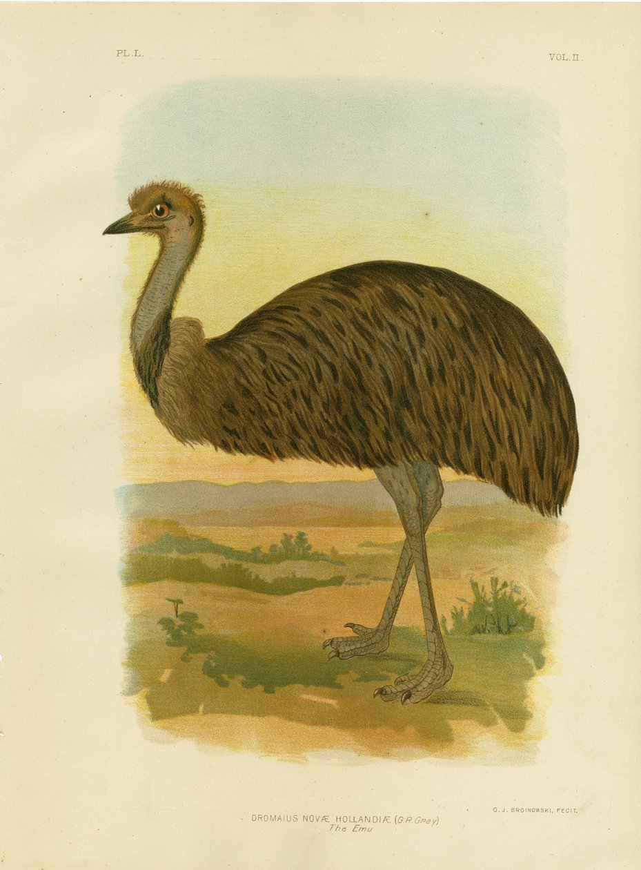 Emu, 1891 autorstwa Gracius Broinowski