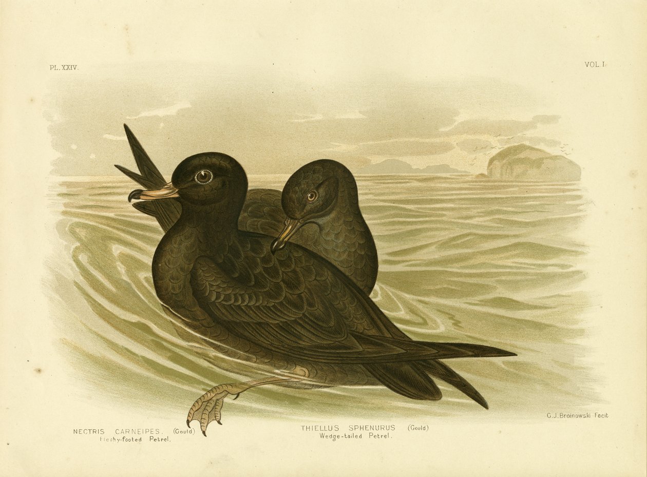 Petrel mięsistonogi, 1891 autorstwa Gracius Broinowski