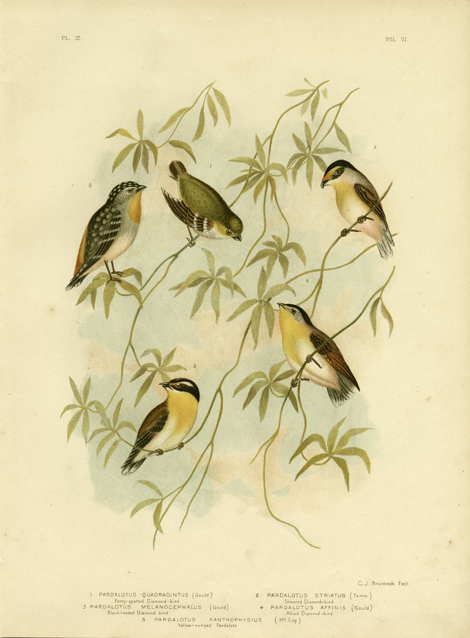 Czterdziestoplamisty Diamondbird lub Pardalote czterdziestoplamisty, 1891 autorstwa Gracius Broinowski