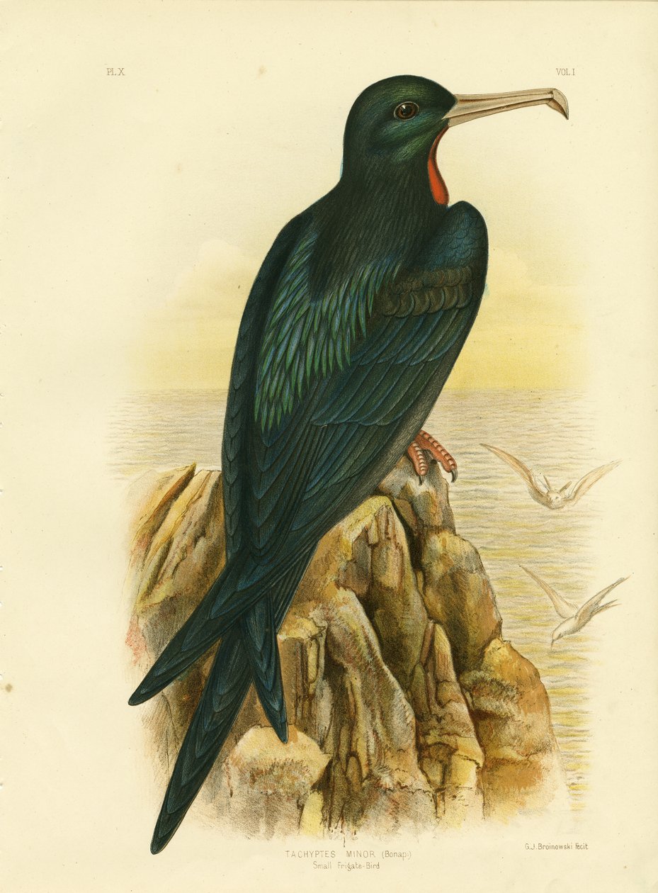Fregata Bird, 1891 autorstwa Gracius Broinowski