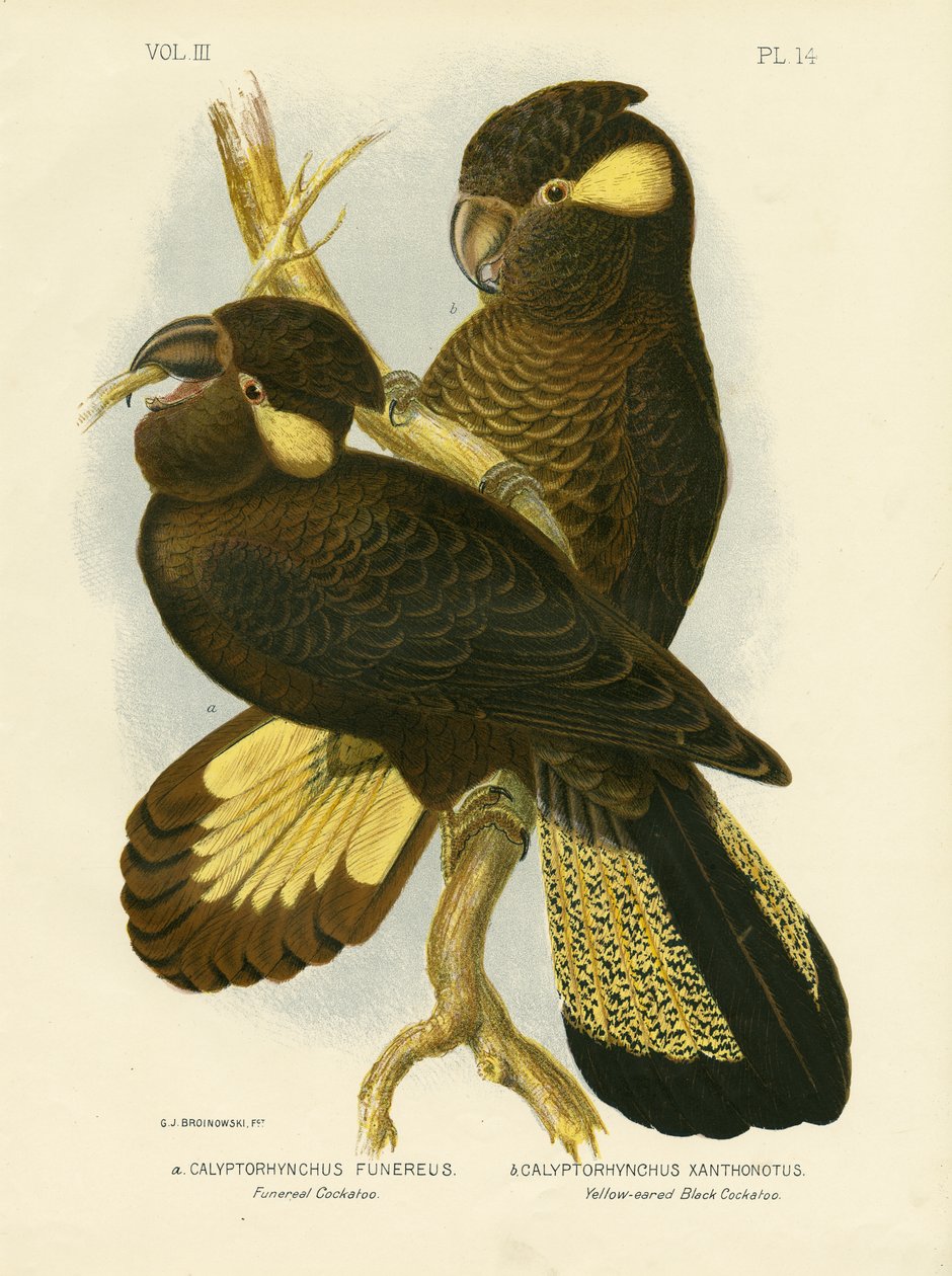 Kakadu pogrzebowy, 1891 autorstwa Gracius Broinowski
