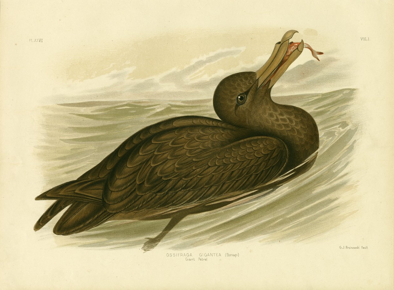 Olbrzymi Petrel, 1891 autorstwa Gracius Broinowski