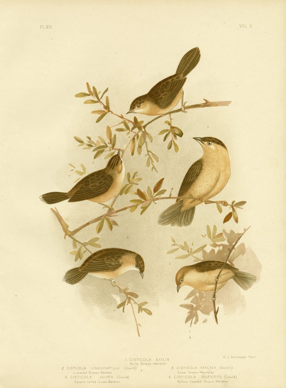 Cisticola złotogłowa lub Cisticola o złotej czapce, 1891 autorstwa Gracius Broinowski