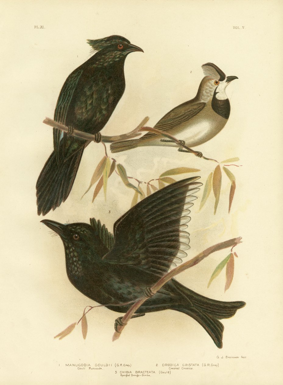 Gould Manucode lub Manucode trąbki, 1891 autorstwa Gracius Broinowski