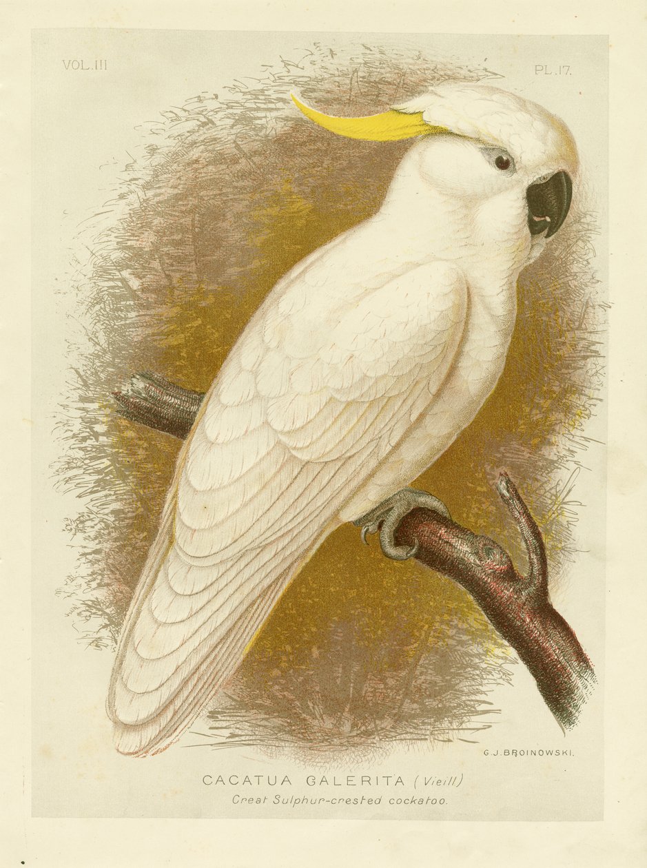 Kakadu czubaty siarki, 1891 autorstwa Gracius Broinowski