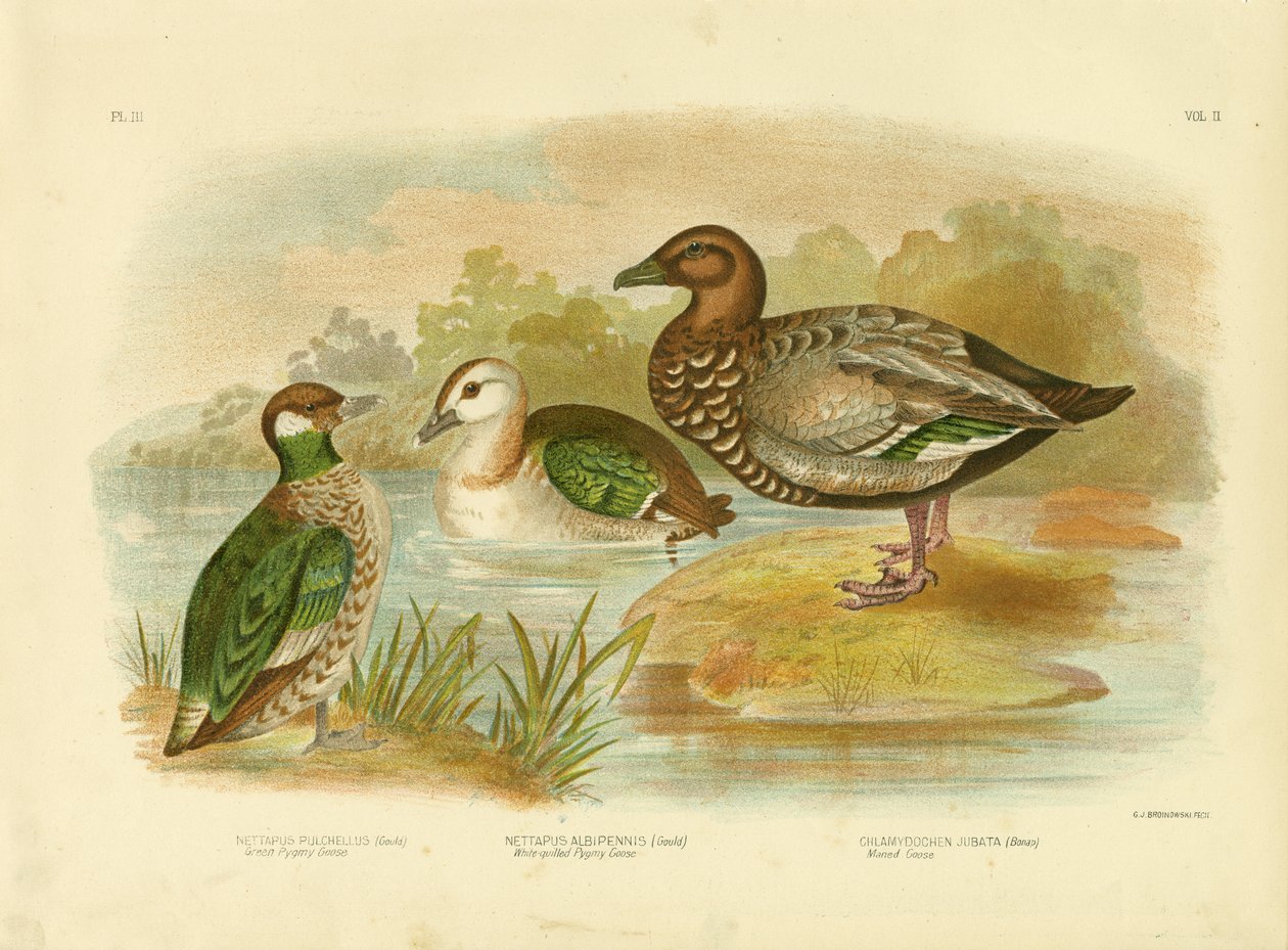 Zielona gęś karłowata, 1891 autorstwa Gracius Broinowski