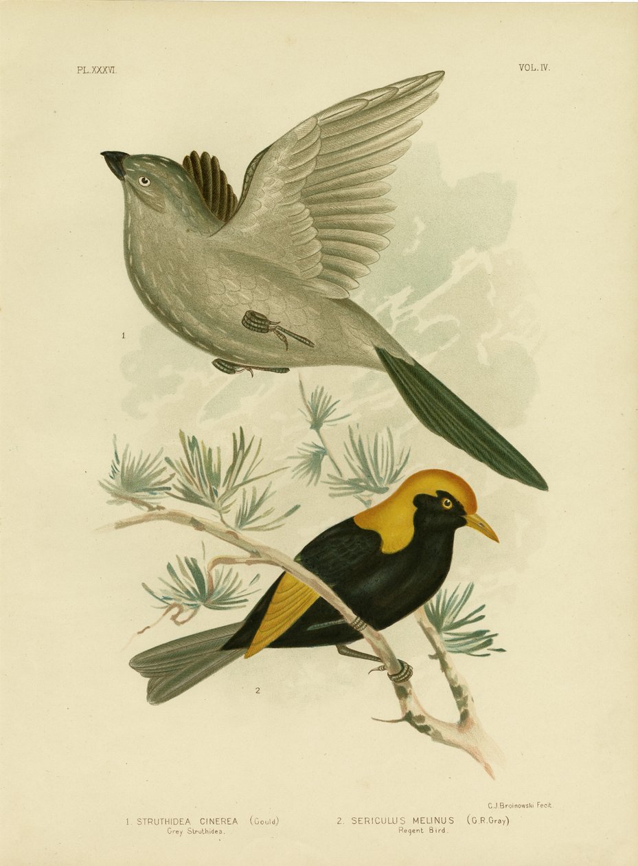 Szary Struthidea lub Apostlebird, 1891 autorstwa Gracius Broinowski