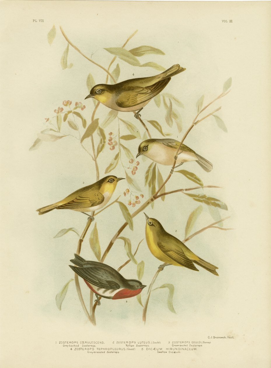 Zosterops szarogrzbiety, 1891 autorstwa Gracius Broinowski
