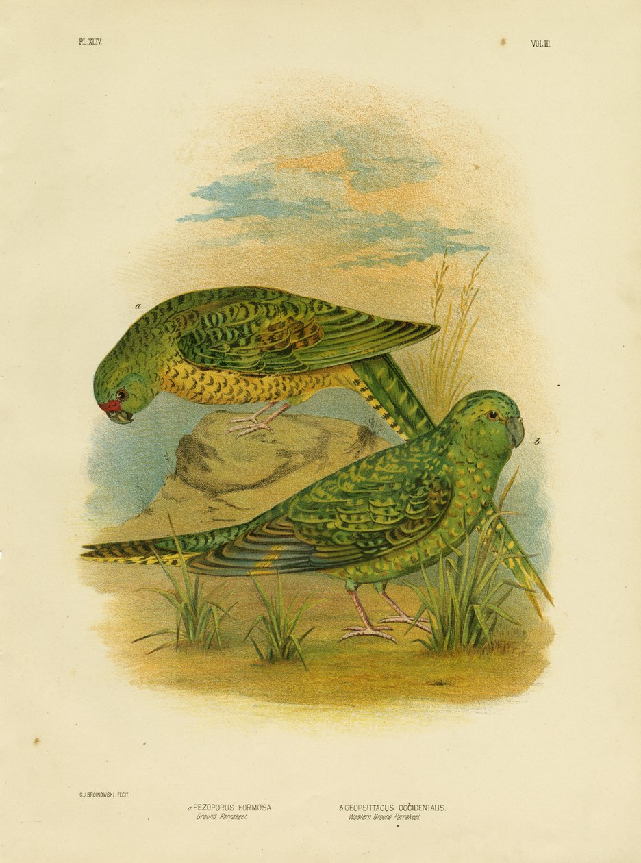 papuga długoogonowa, 1891 autorstwa Gracius Broinowski
