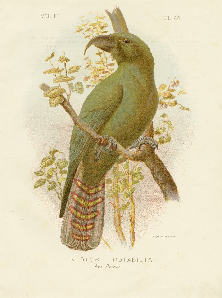 Kea, 1891 autorstwa Gracius Broinowski