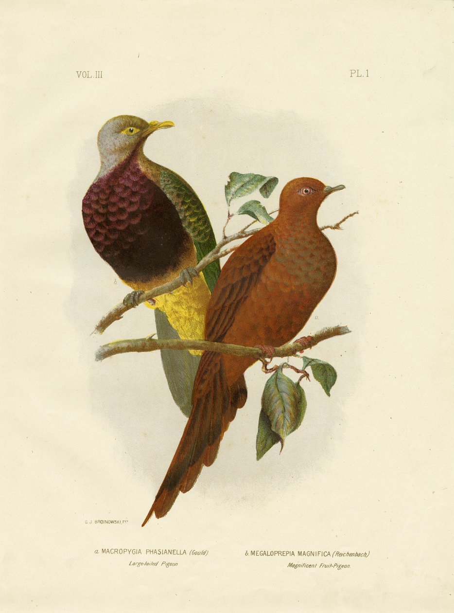 Gołąb wielkoogoniasty lub brązowy gołąb lub brązowa gołąbka z kukułką, 1891 autorstwa Gracius Broinowski