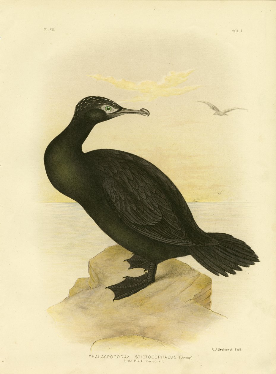 Mały czarny kormoran, 1891 autorstwa Gracius Broinowski