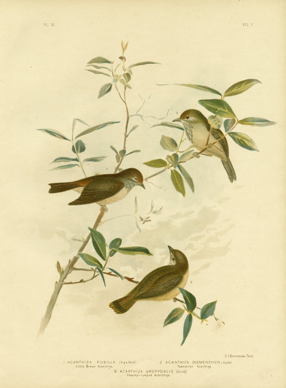 Mały brunatny cierniak, 1891 autorstwa Gracius Broinowski