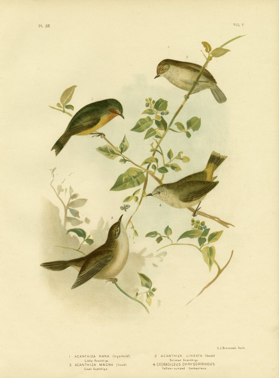 Mały kolcodziób lub żółty kolcodziób, 1891 autorstwa Gracius Broinowski