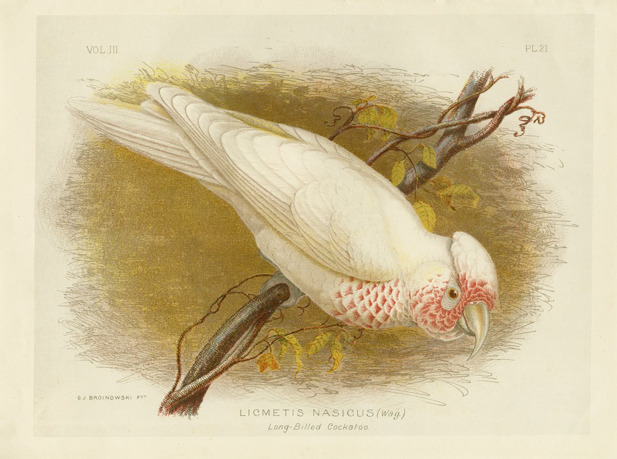 Kakadu długodzioby, 1891 autorstwa Gracius Broinowski